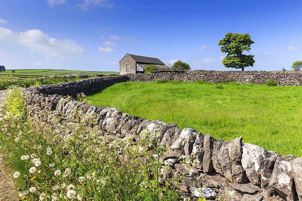 Typical spring landscape of country lane, dry stone walls, tree and barn, May, Litton, Peak District, Derbyshire, England, United Kingdom, Europe