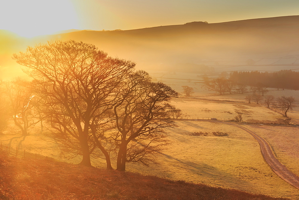 Misty and frosty sunrise with a copse of trees in winter, Castleton, Peak District National Park, Hope Valley, Derbyshire, England, United Kingdom, Europe