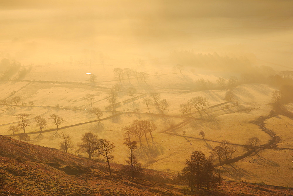 Misty and frosty sunrise over skeletal trees and fields dotted with sheep in winter, Castleton, Peak District, Derbyshire, England, United Kingdom, Europe