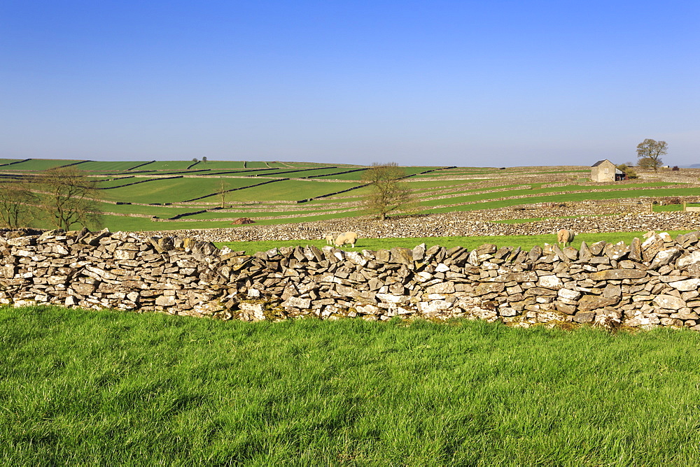 Typical spring landscape of barn, sheep, fields, dry stone walls and hills, Litton, Peak District, Derbyshire, England, United Kingdom, Europe