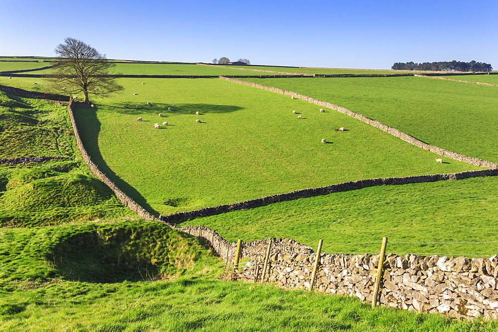 Sweeping landscape featuring dry stone walls in spring, Peak District National Park, near Litton, Derbyshire, England, United Kingdom, Europe