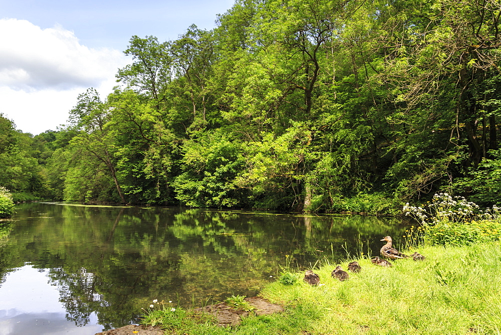 Duck and ducklings in spring, Bradford Dale, between Middleton and Youlgreave, Peak District National Park, Derbyshire, England, United Kingdom, Europe