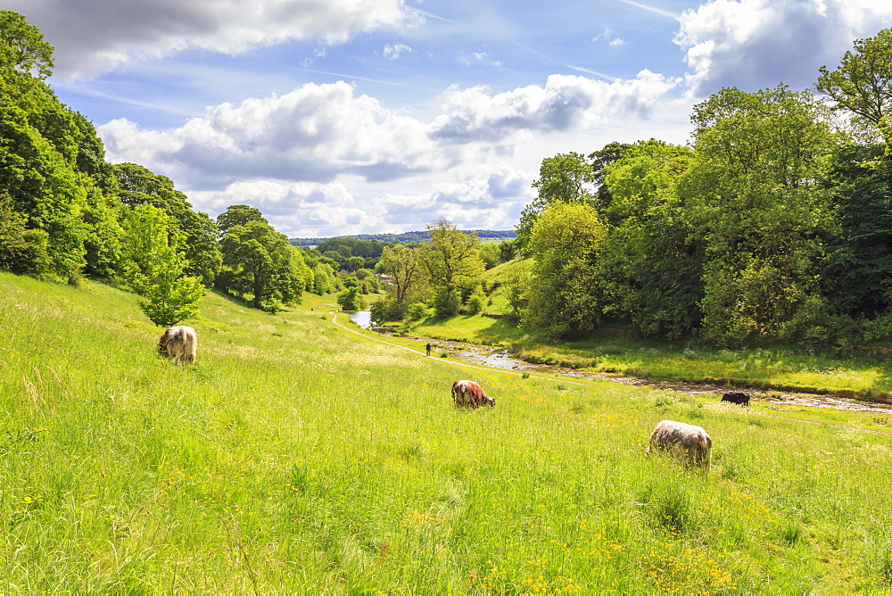 Cows grazing in lush riverside meadow in spring, Bradford Dale, Youlgreave, Peak District National Park, Derbyshire, England, United Kingdom, Europe