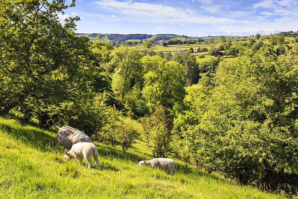 Sheep and lambs above Lathkill Dale, view to Youlgreave (Youlgrave), spring, Peak District National Park, Derbyshire, England, United Kingdom, Europe