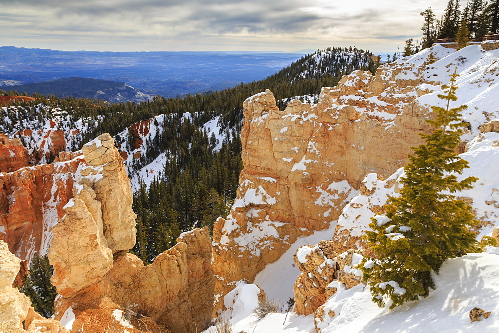 Rim edge, pine trees and snowy cliffs lit by morning sun with cloudy sky, Rainbow Point, Bryce Canyon National Park, Utah, United States of America, North America