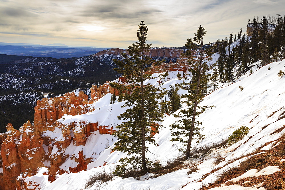 Weakly lit snowy rim, pine trees and hoodoos with cloudy sky, near Agua Canyon, Bryce Canyon National Park, Utah, United States of America, North America