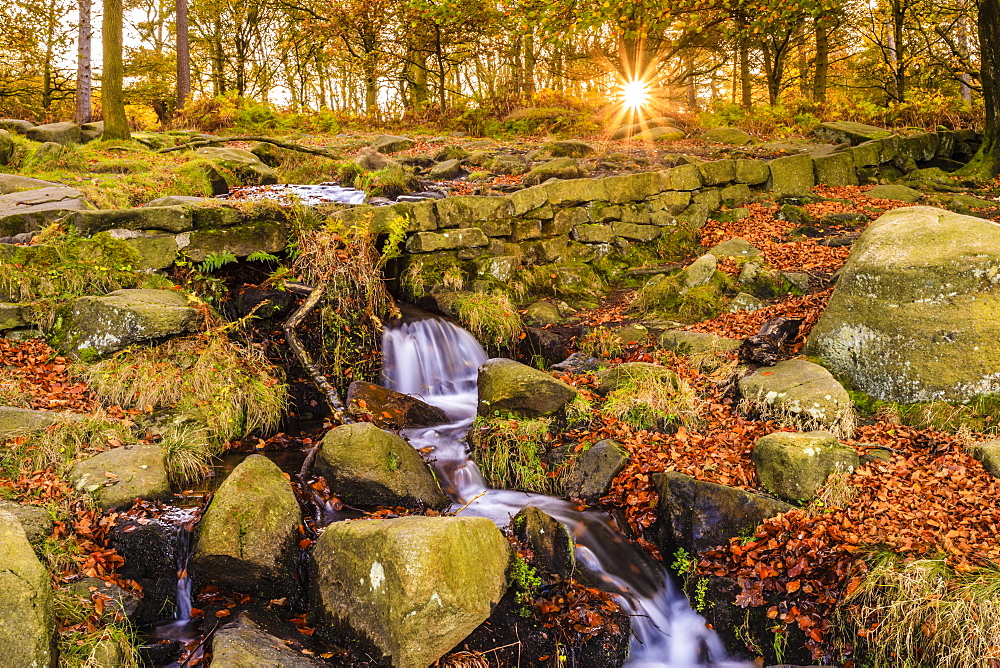 Burbage Brook, autumn sunrise, golden leaves and waterfall, Padley Gorge, Peak District National Park, Derbyshire, England, United Kingdom, Europe