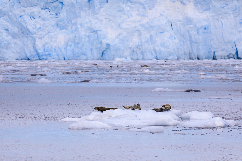 Harbour Seals (Phoca Vitulina) on an iceberg, blue ice of Aialik Glacier, Kenai Fjords National Park, near Seward, Alaska, United States of America, North America