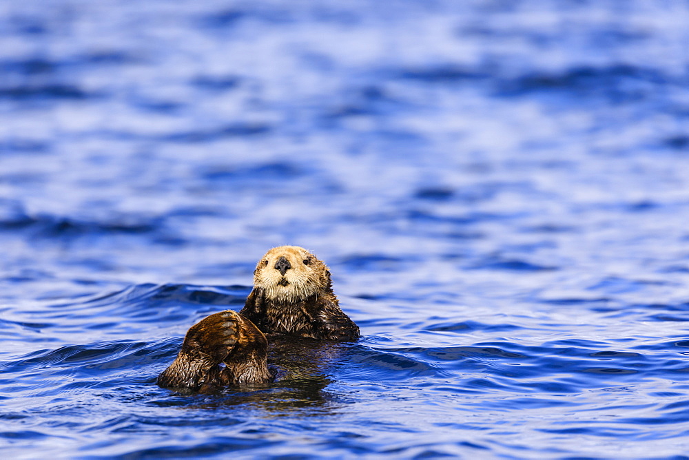 Sea otter (Enhyrda lutris), endangered species, Sitka Sound, Sitka, Baranof Island, Northern Panhandle, Southeast Alaska, United States of America, North America