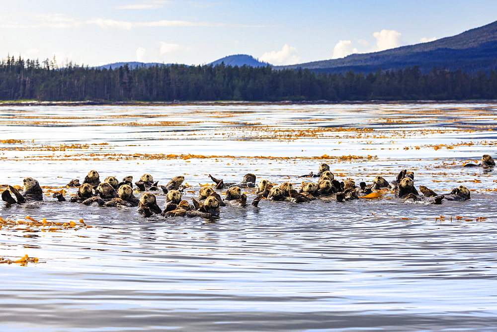 Sea otters (Enhyrda lutris), endangered species, calm waters of Sitka Sound, Sitka, Northern Panhandle, Southeast Alaska, United States of America, North America