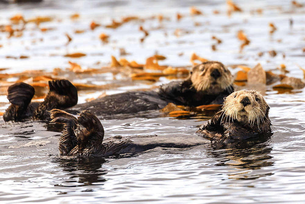 Sea otters (Enhyrda lutris), endangered species, calm waters of Sitka Sound, Sitka, Northern Panhandle, Southeast Alaska, United States of America, North America