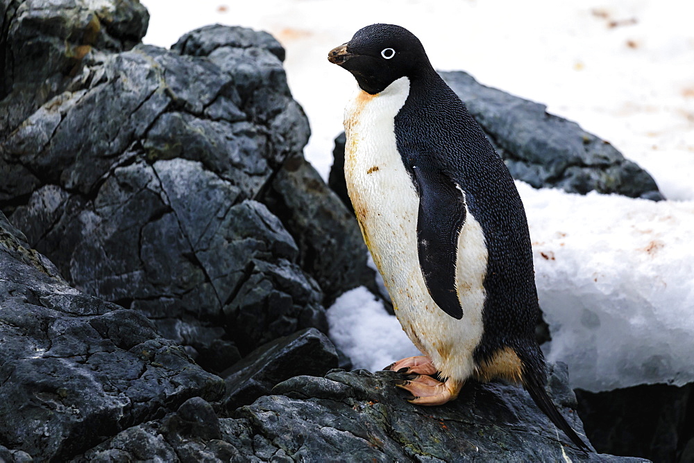 Adelie Penguin (Pygoscelis adeliae), Torgersen Island, near Palmer Station, off Anvers Island, Antarctic Peninsula, Antarctica, Polar Regions