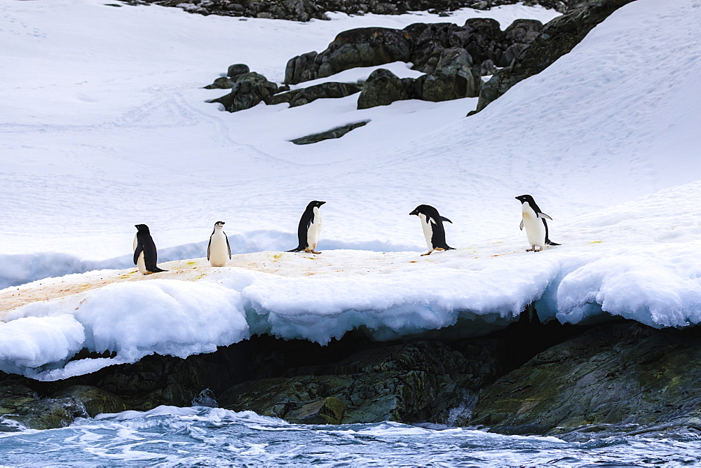 Chinstrap (Pygoscelis antarcticus) and Adelie Penguins (Pygoscelis adeliae), Torgersen Island, Antarctic Peninsula, Antarctica, Polar Regions