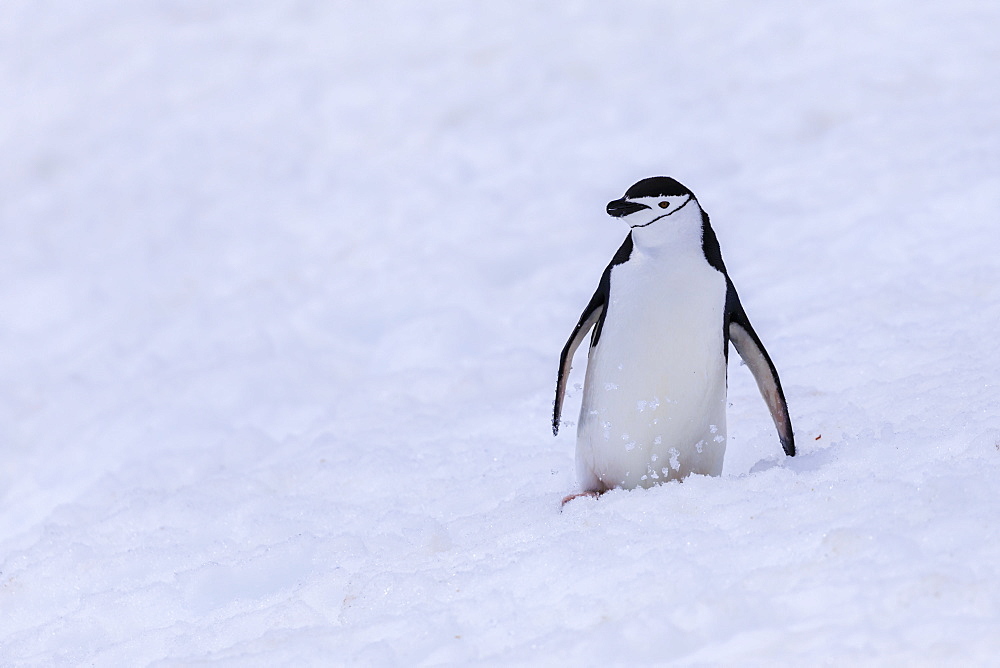 Chinstrap penguin (Pygoscelis antarcticus) in the snow, Half Moon Island, South Shetland Islands, Antarctica, Polar Regions