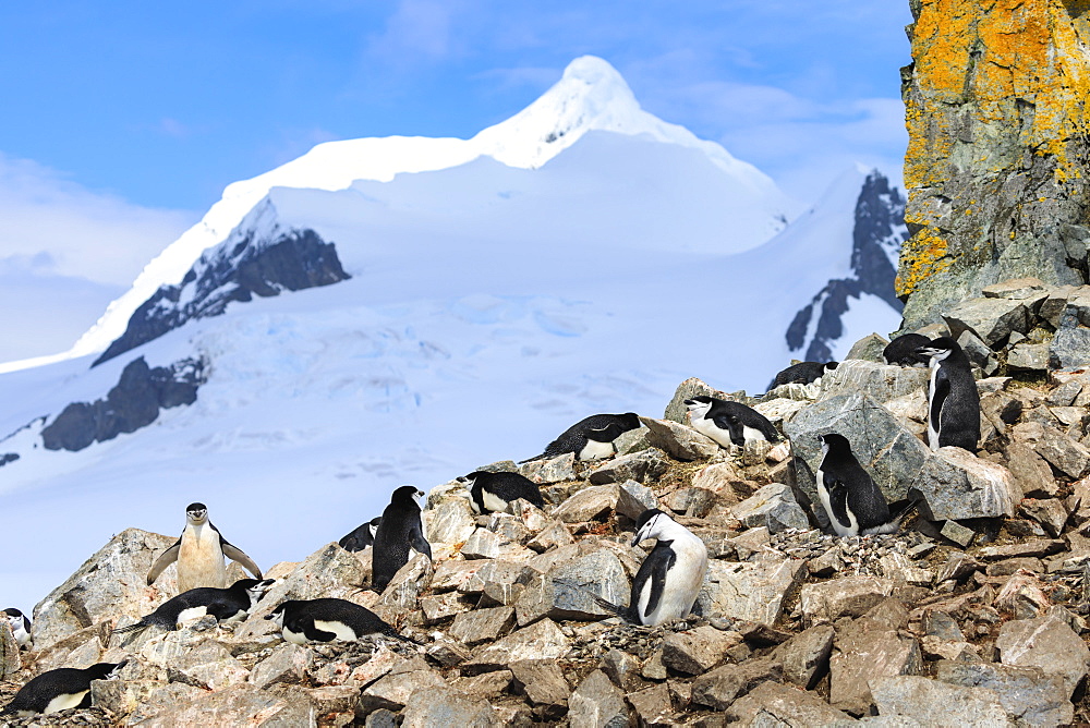 Chinstrap penguin colony (Pygoscelis antarcticus), craggy rock with lichen, Half Moon Island, South Shetland Islands, Antarctica, Polar Regions