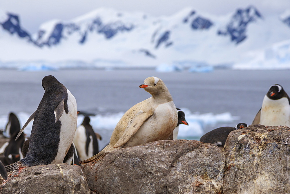 Rare leucistic gentoo penguin (Pygoscelis papua) in a colony, Gonzalez Videla Station, Waterboat Point, Paradise Bay, Antarctica, Polar Regions