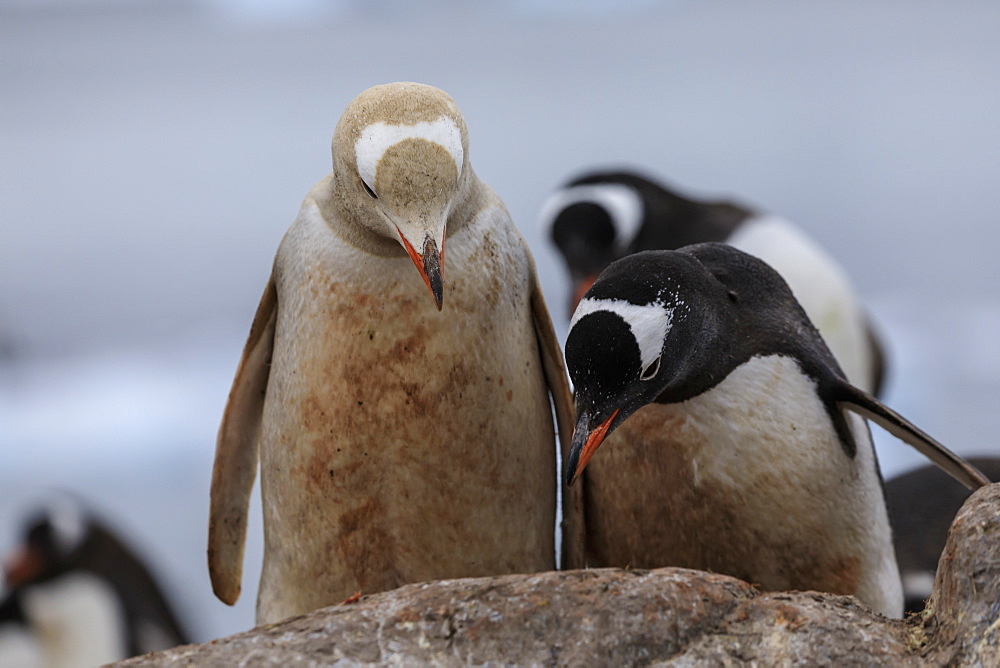 Rare leucistic gentoo penguin (Pygoscelis papua) in a colony, Gonzalez Videla Station, Waterboat Point, Paradise Bay, Antarctica, Polar Regions