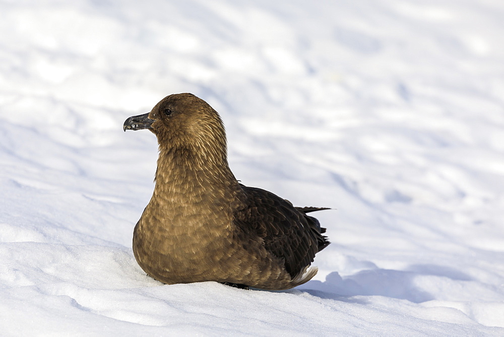 Brown skua (Catharacta antarctica) sitting on snow, Neko Harbour, Anvord Bay, Antarctic Peninsula, Antarctica, Polar Regions