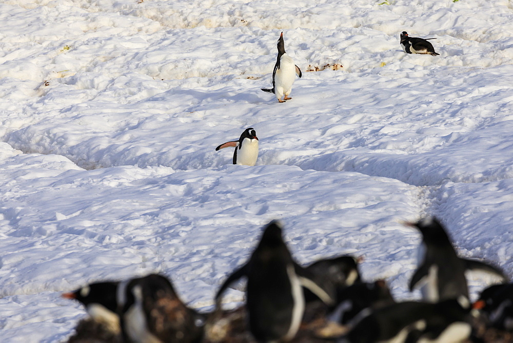 Gentoo penguin (Pygoscelis papua) uses penguin highway past a colony, Neko Harbour, Anvord Bay, Antarctic Peninsula, Antarctica, Polar Regions