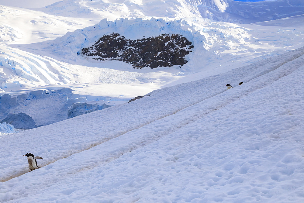 Gentoo penguins (Pygoscelis papua) use a penguin highway, Neko Harbour, Anvord Bay, Antarctic Peninsula mainland, Antarctica, Polar Regions