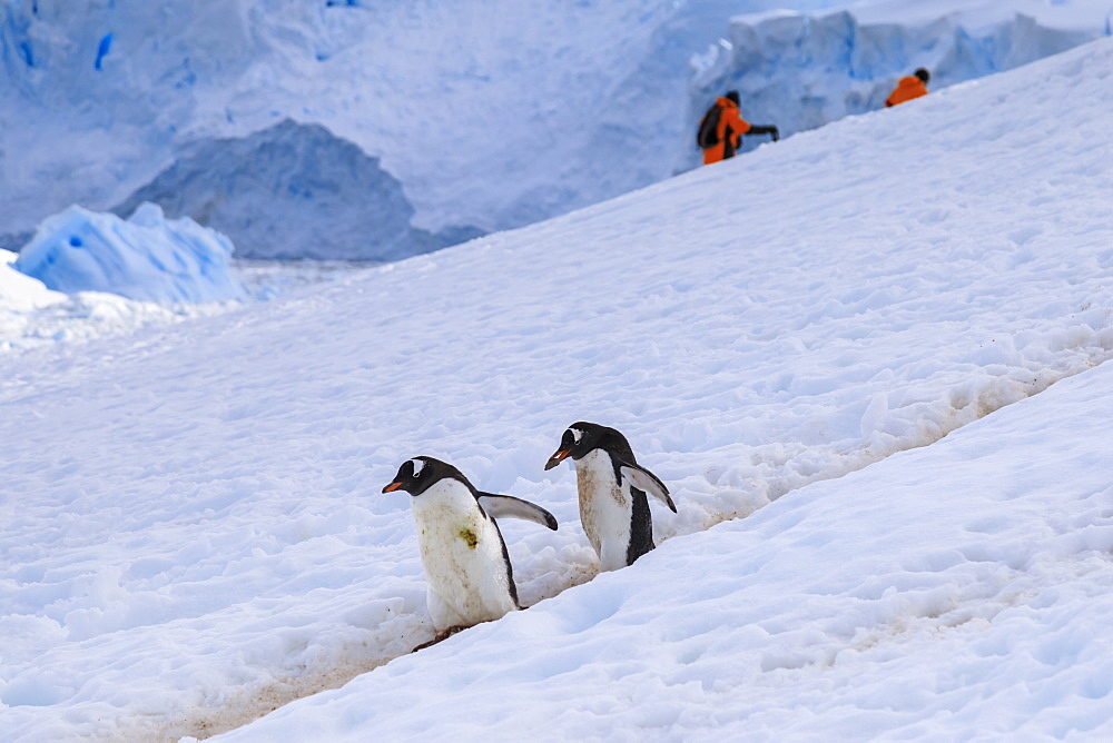 Gentoo penguins (Pygoscelis papua) use a penguin highway, visitors use their own, Neko Harbour, Antarctic Peninsula, Antarctica, Polar Regions