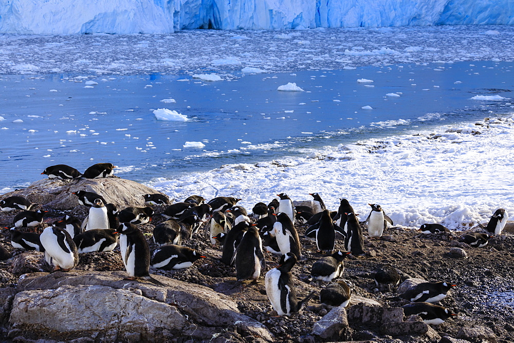 Gentoo penguin (Pygoscelis papua) colony above icy Neko Harbour, early morning, Graham Land, Antarctic Continent, Antarctica, Polar Regions