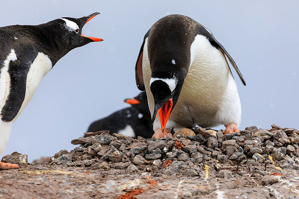 Gentoo penguin (Pygoscelis papua) pair, changing places on nest, Damoy Point, Wiencke Island, Antarctic Peninsula, Antarctica, Polar Regions