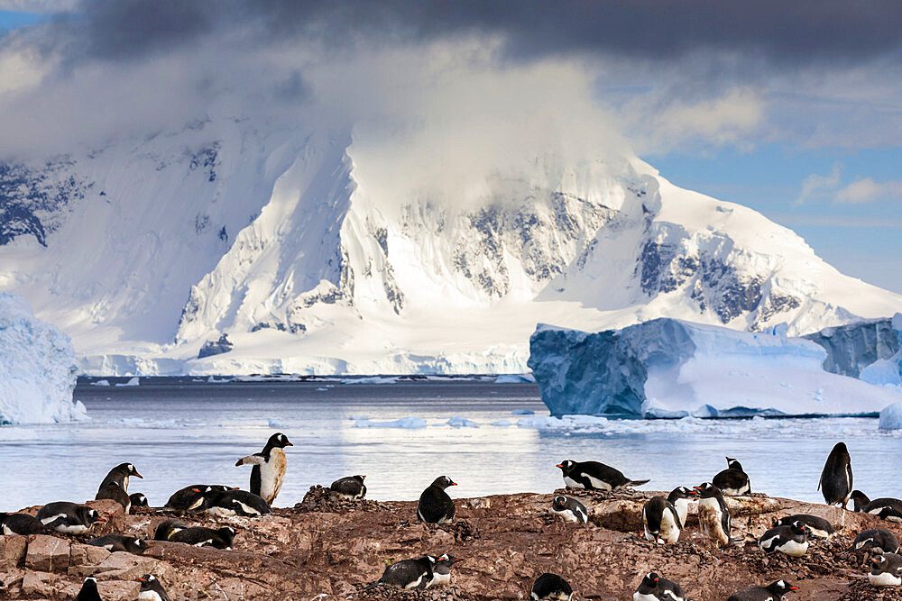 Gentoo penguin (Pygoscelis papua) colony, Cuverville Island, Errera Channel, Danco Coast, Antarctic Peninsula, Antarctica, Polar Regions