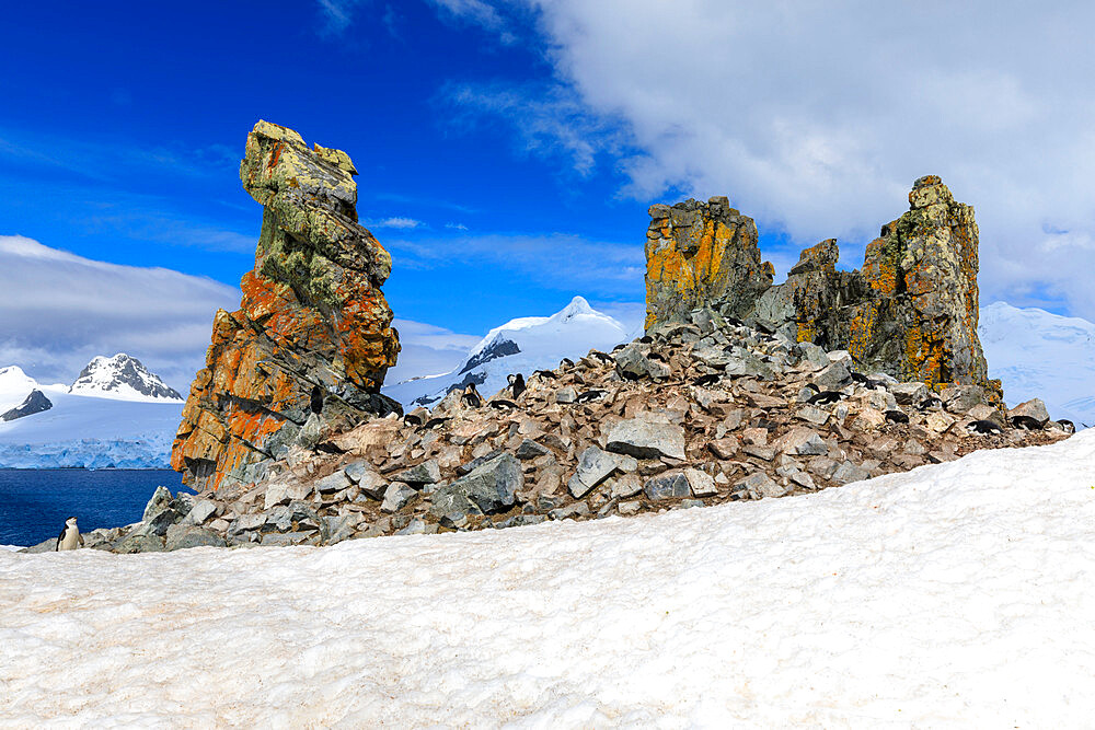 Chinstrap penguins (Pygoscelis antarcticus), bright lichen covered rocks, Half Moon Island, South Shetland Islands, Antarctica, Polar Regions