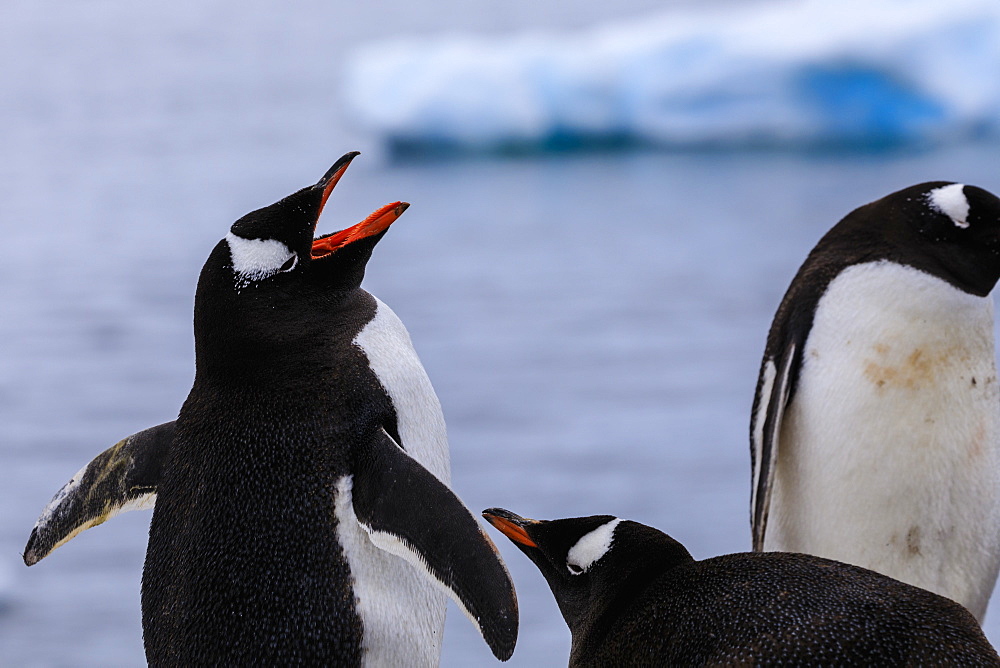 Gentoo penguins (Pygoscelis papua), Gonzalez Videla Station, Waterboat Point, Paradise Bay, Antarctica, Polar Regions