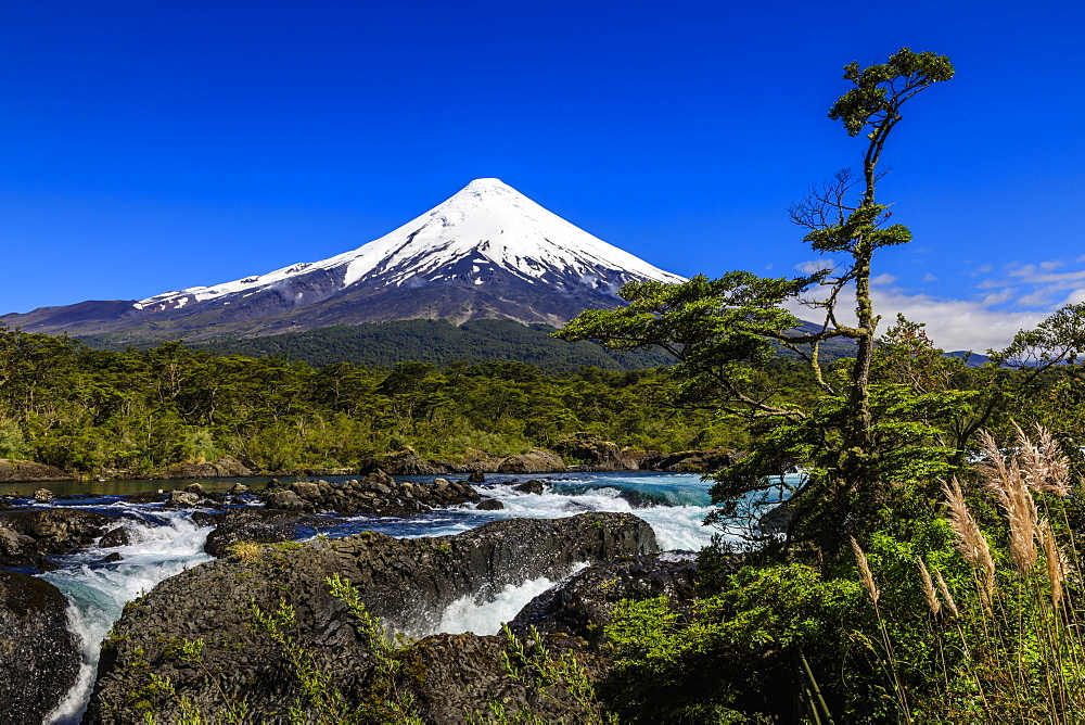 Petrohue rapids, snow-capped, conical Osorno volcano, Vicente Perez Rosales National Park, Spring, Lakes District, Chile, South America