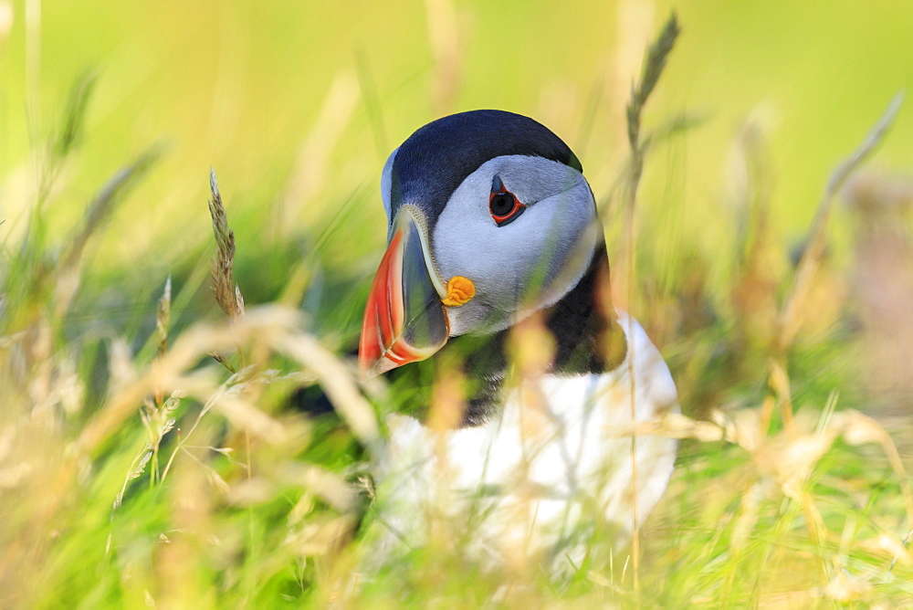 Atlantic puffin (Fratercula arctica), Sumburgh Head, South Mainland, Shetland Islands, Scotland, United Kingdom, Europe