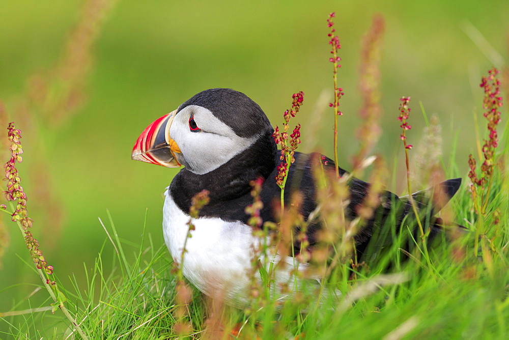 Atlantic puffin (Fratercula arctica), red grasses, Sumburgh Head, South Mainland, Shetland Islands, Scotland, United Kingdom, Europe