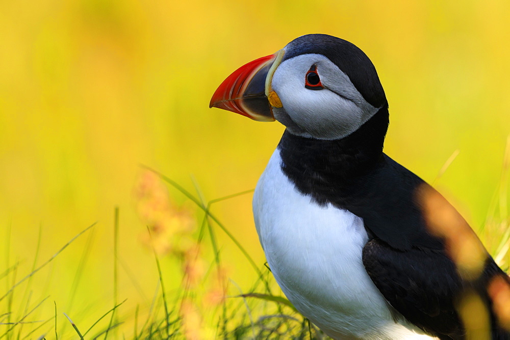 Atlantic puffin (Fratercula arctica), Sumburgh Head, South Mainland, Shetland Islands, Scotland, United Kingdom, Europe