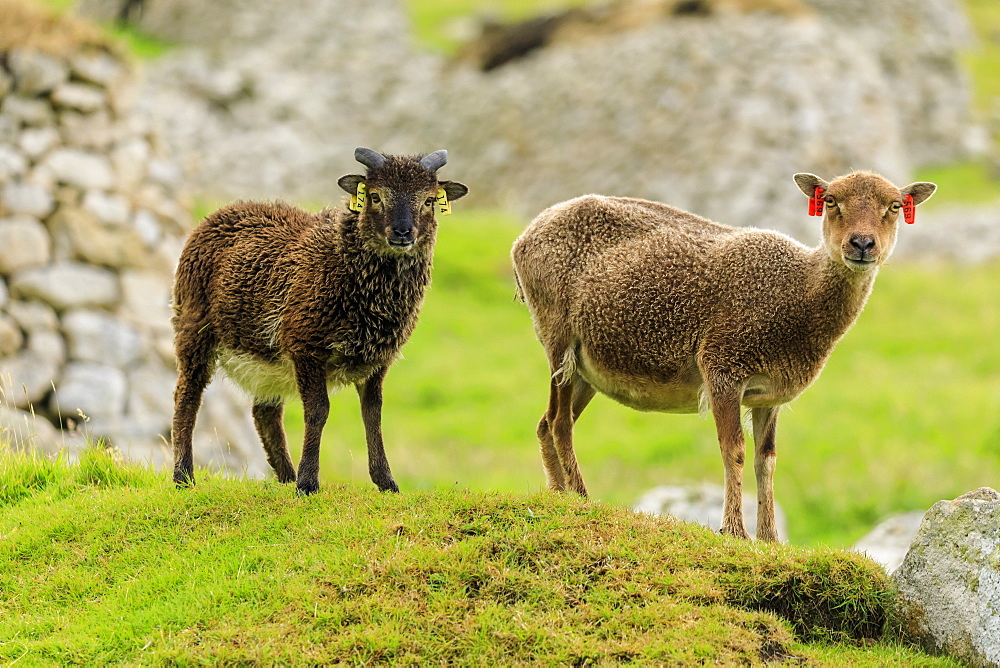 Wild Soay sheep and lamb, ancient breed, stone remains of village, Hirta, St. Kilda Archipelago, UNESCO World Heritage Site, Outer Hebrides, Scotland, United Kingdom, Europe