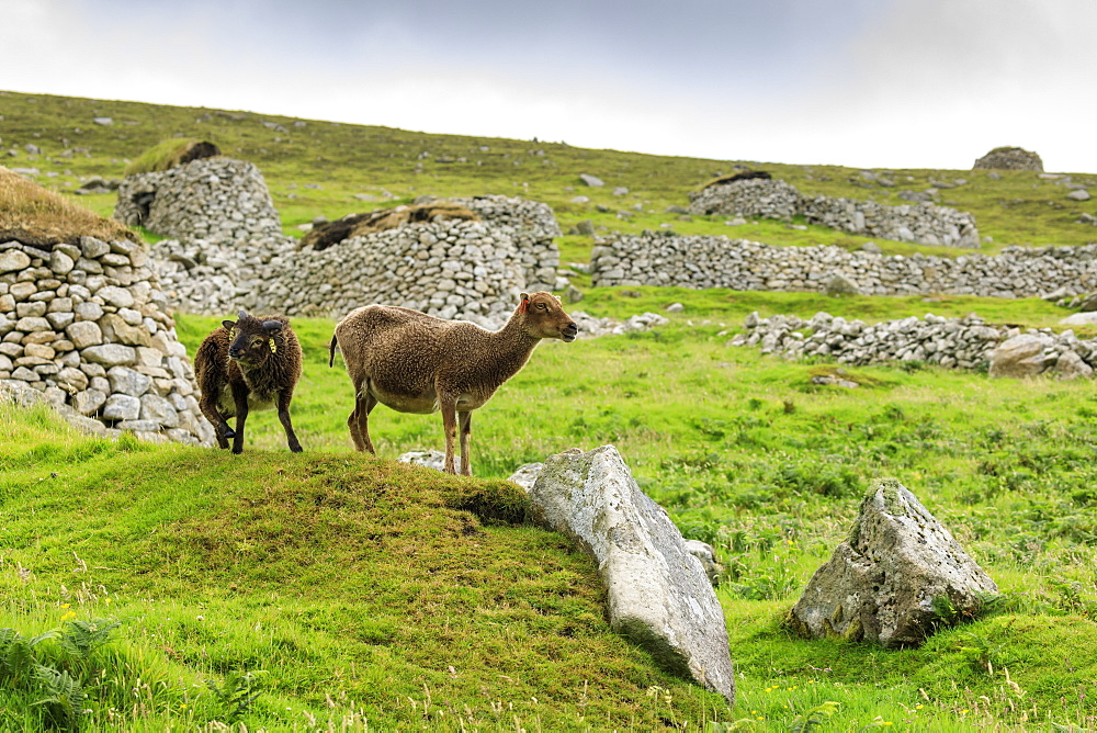 Wild Soay sheep and lamb, ancient breed, stone remains of village, Hirta, St. Kilda Archipelago, UNESCO World Heritage Site, Outer Hebrides, Scotland, United Kingdom, Europe