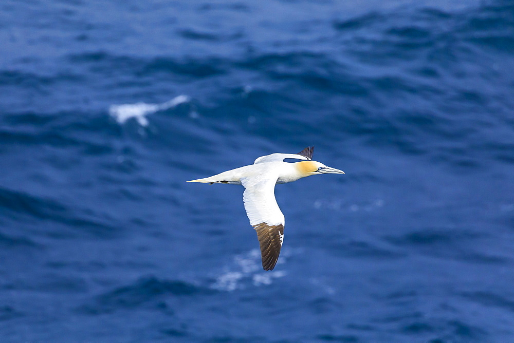 Northern Gannet (Morus bassanus) in flight, Stac Lee, island Marilyn, St. Kilda Archipelago, UNESCO World Heritage Site, Outer Hebrides, Scotland, United Kingdom, Europe