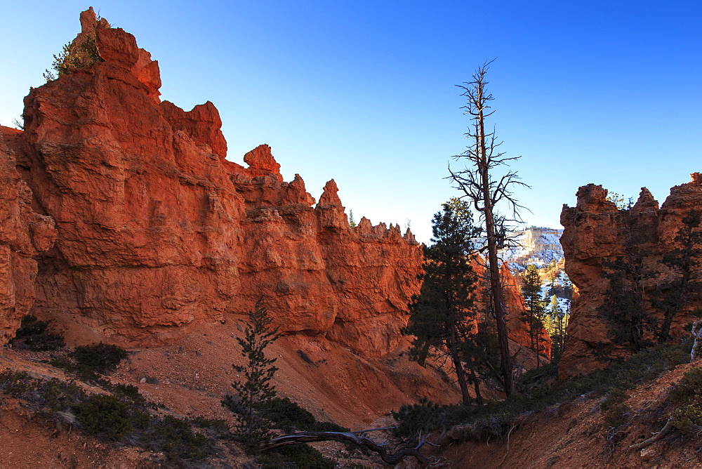 Winter on the Queen's Garden Trail, Bryce Canyon National Park, Utah, United States of America, North America