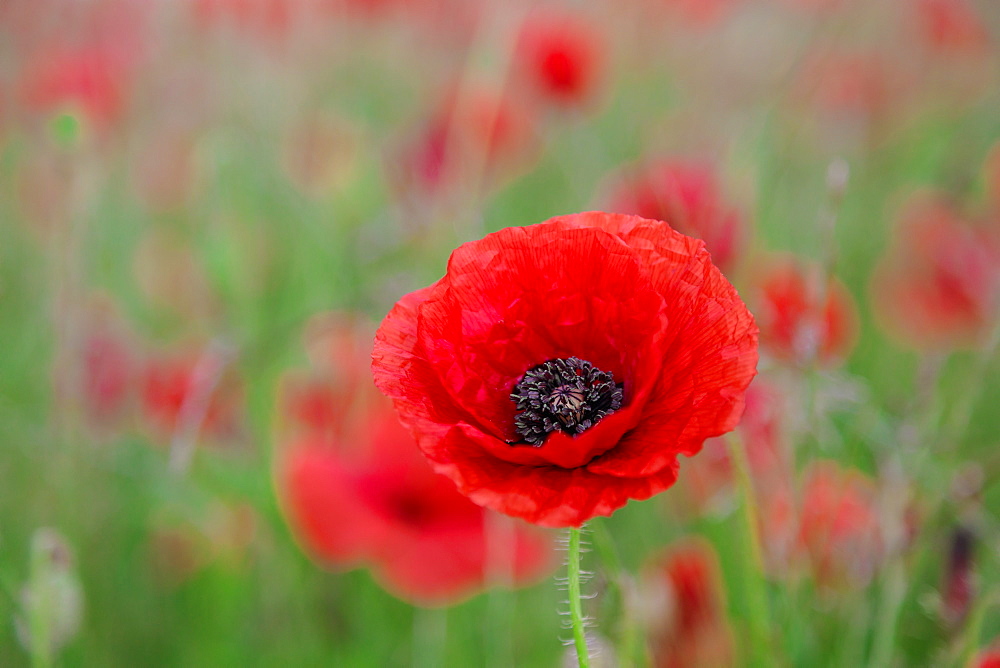 Red poppy, beautiful wild flower portrait, soft light, Peak District National Park, Baslow, Derbyshire, England, United Kingdom, Europe