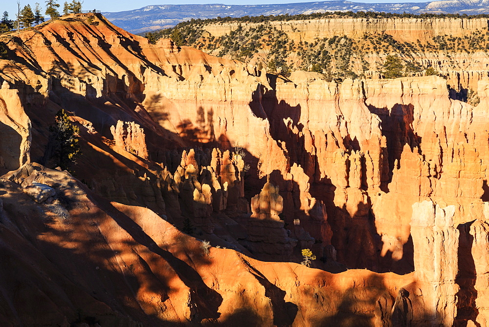 Hoodoos and lone pine tree on a ridge lit by late afternoon sun, view to Sunrise Point, Bryce Canyon National Park, Utah, United States of America, North America