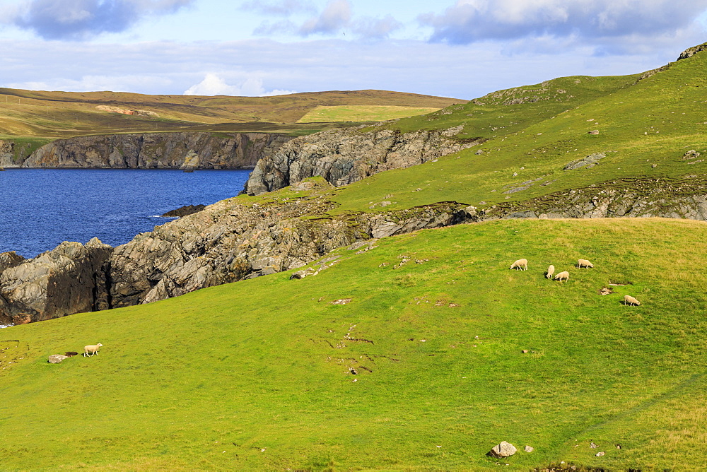 Ness of Hillswick, interesting geology, jagged cliffs, green hills, sheep, Northmavine, Shetland Isles, Scotland, United Kingdom, Europe