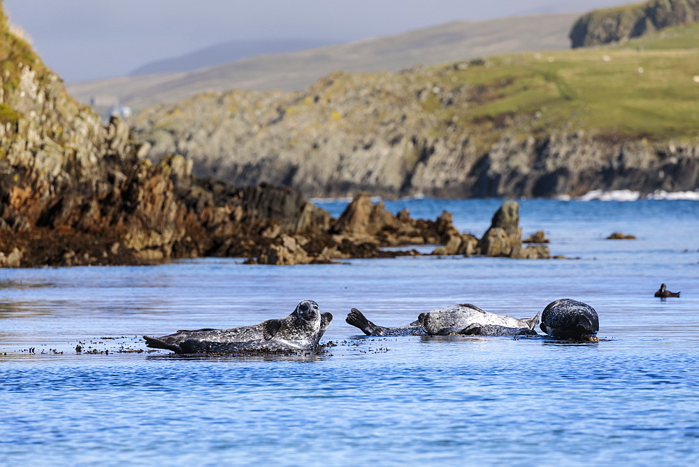 Common seals, harbour seals, hauled out on rocks, turquoise sea, Scousburgh Sands, South Mainland, Shetland Isles, Scotland, United Kingdom, Europe