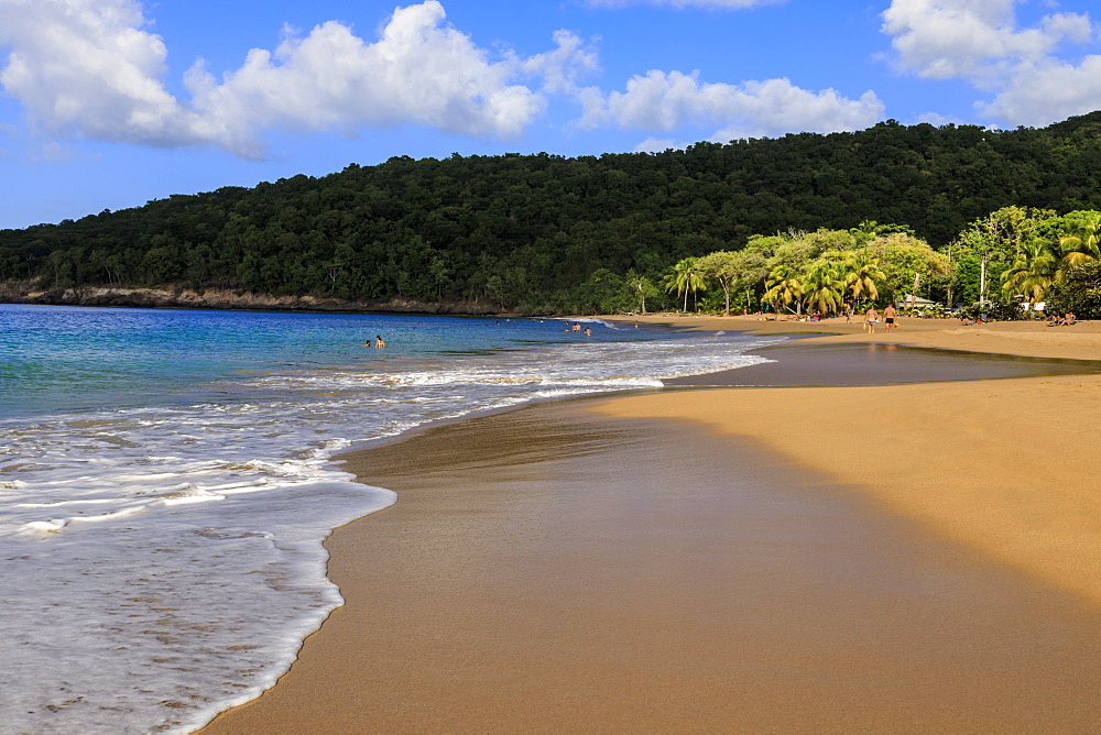 Tropical Anse de la Perle beach, palm trees, golden sand, blue sea, Death In Paradise location, Deshaies, Guadeloupe, Leeward Islands, West Indies, Caribbean, Central America