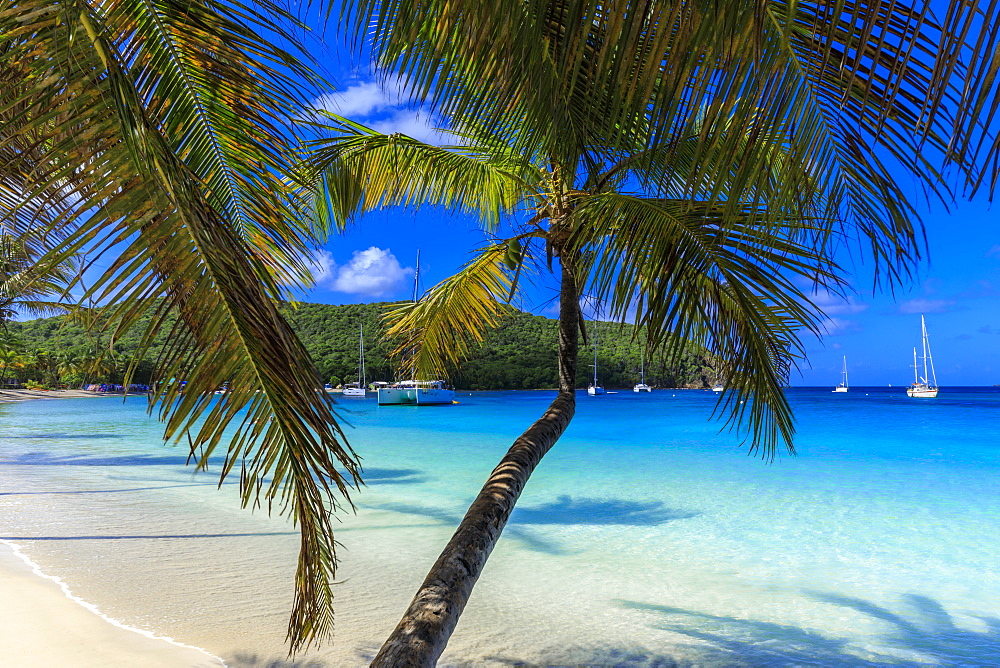 Stunning Saltwhistle Bay, yachts, white sand beach, blue sea, overhanging palm trees, Mayreau, Grenadines, St. Vincent and The Grenadines, Windward Islands, West Indies, Caribbean, Central America