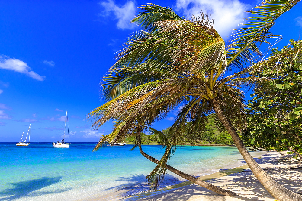 Stunning Saltwhistle Bay, yachts, white sand beach, blue sea, overhanging palm trees, Mayreau, Grenadines, St. Vincent and The Grenadines, Windward Islands, West Indies, Caribbean, Central America