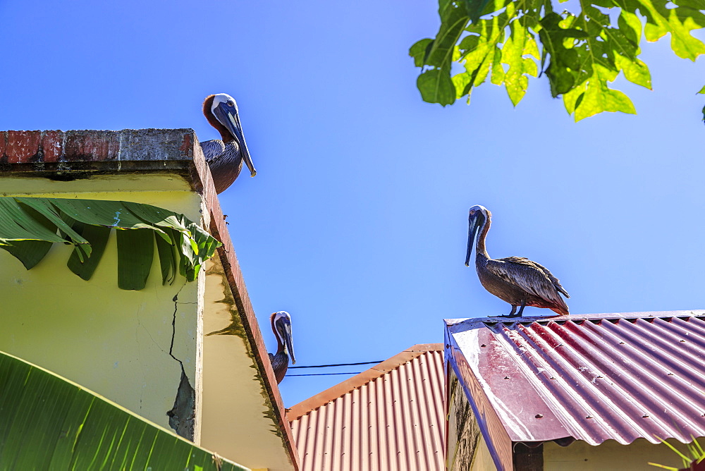 Three pelicans, roof tops, banana plant, Petite Anse beach, Terre de Haut, Iles Des Saintes, Les Saintes, Guadeloupe, Leeward Islands, West Indies, Caribbean, Central America