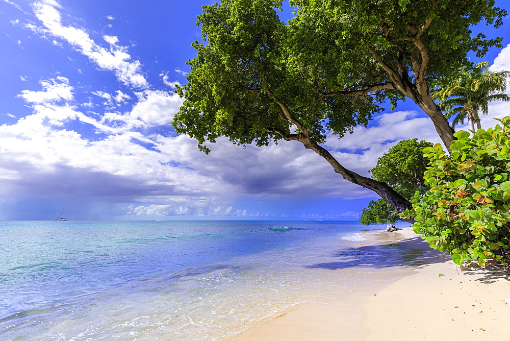 Paynes Bay, overhanging trees, fine pale pink sand beach, turquoise sea, beautiful West Coast, Barbados, Windward Islands, West Indies, Caribbean, Central America