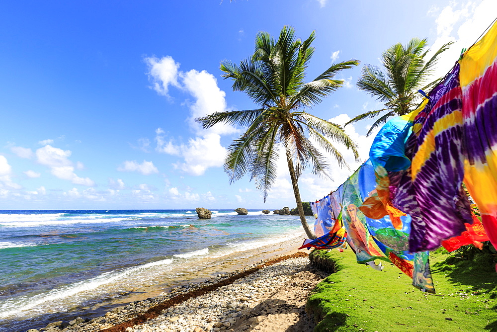 Bathsheba, colourful garments blow in the breeze, windswept palm trees, Atlantic waves, rugged East Coast, Barbados, Windward Islands, West Indies, Caribbean, Central America