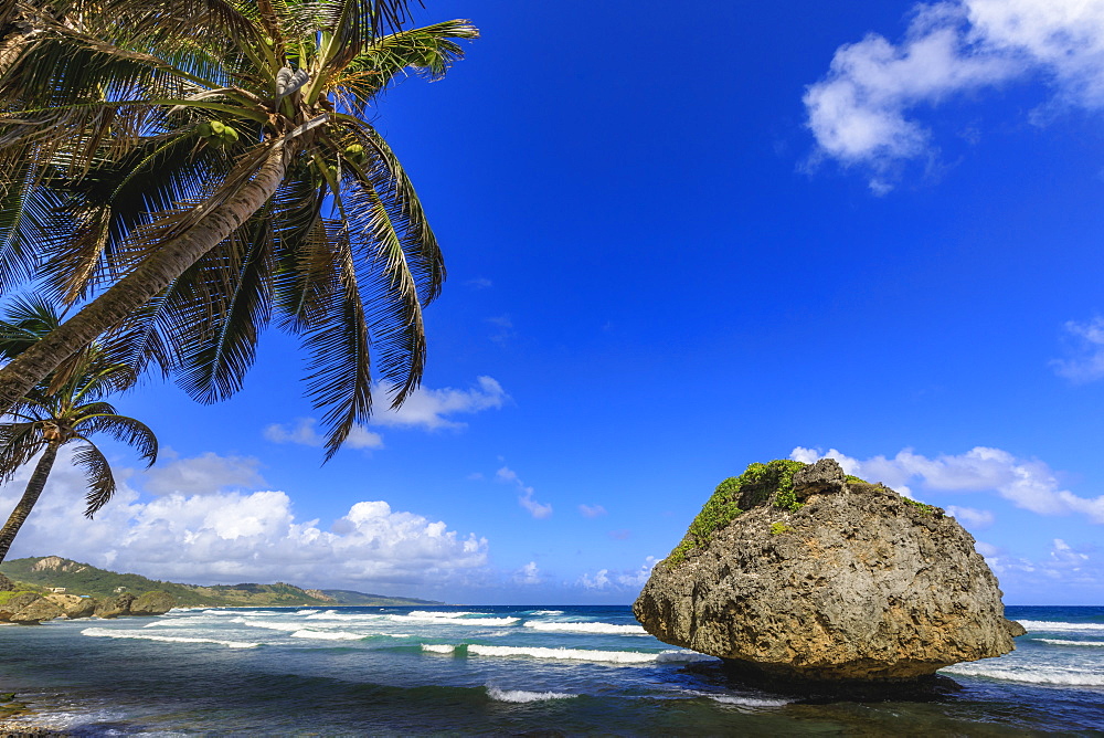 Bathsheba, Mushroom rock, windswept palm tree, Atlantic waves, rugged East Coast, Barbados, Windward Islands, West Indies, Caribbean, Central America