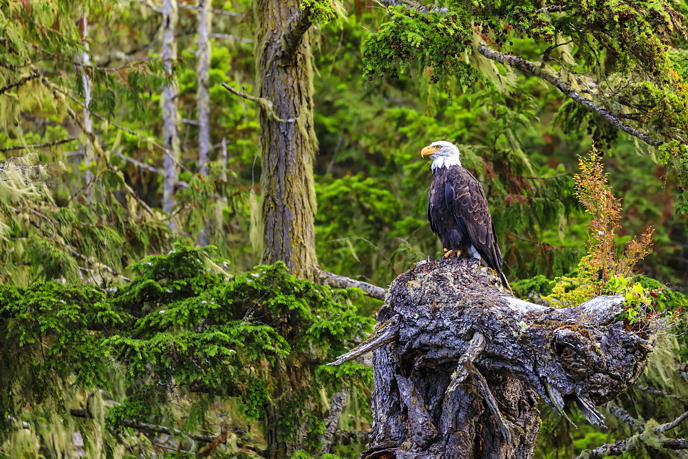 Bald Eagle (Haliaeetus leucocephalus), in a forest setting, Alert Bay, Inside Passage, British Columbia, Canada, North America